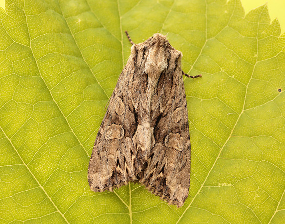 73.162 BF2321 Dark Arches Apamea monoglypha