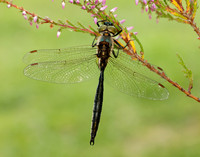 Northern Emerald Somatochlora arctica
