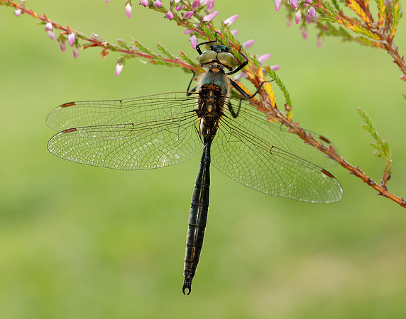Northern Emerald Somatochlora arctica
