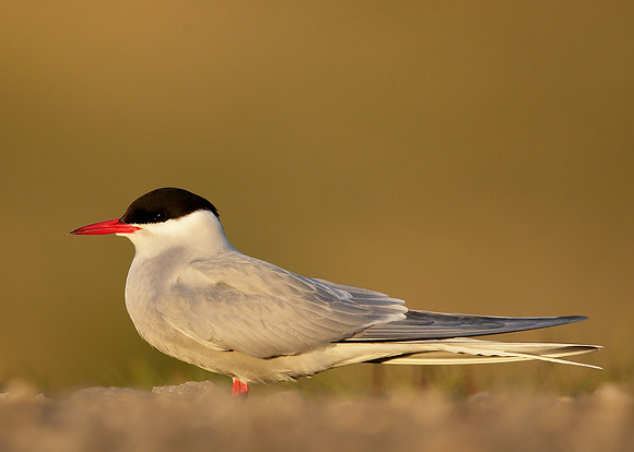 Arctic Tern Sterna paradisaea