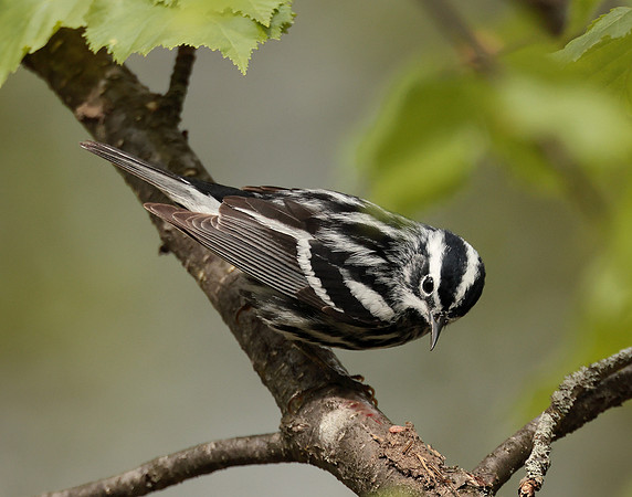 Black & White Warbler Mniotilta varia