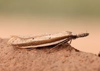 28.025 BF654 Pleurota bicostella