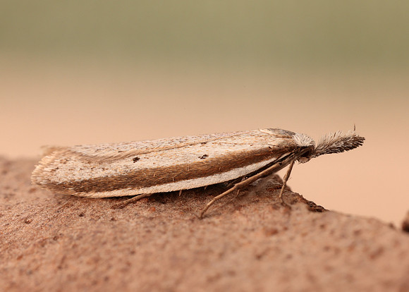 28.025 BF654 Pleurota bicostella