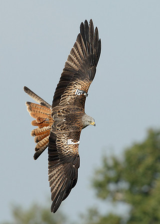 Red Kite Milvus milvus