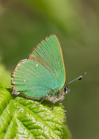 Green Hairstreak Callophrys rubi