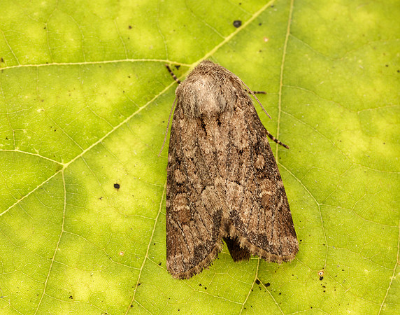 73.131 BF2353 Flounced Rustic Luperina testacea