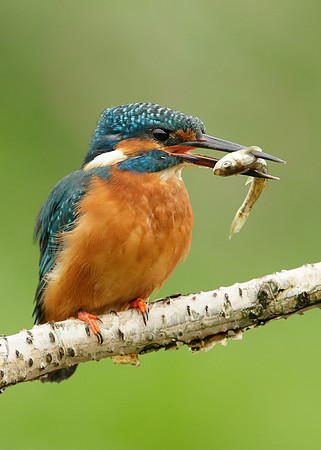 Kingfisher Alcedo atthis