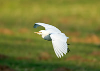 Cattle Egret Legbourne, Lincs Feb 2008