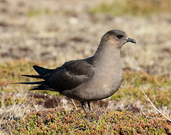 Arctic Skua Stercorarius parasiticus