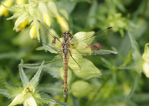 Black Darter Sympetrum danae