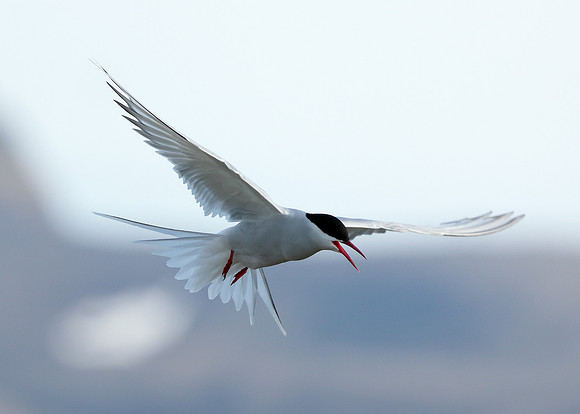 Arctic Tern Sterna paradisaea