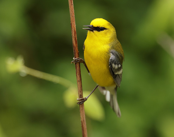 Blue-winged Warbler Vermivora cyanoptera