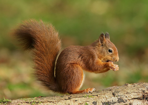 Red Squirrel Sciurus vulgaris
