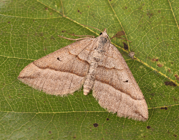 0.040 BF1733 Lead Belle Scotopteryx mucronata