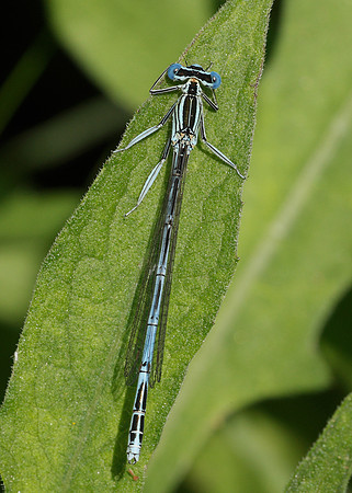 White-legged Damselfly Platycnemis pennipes