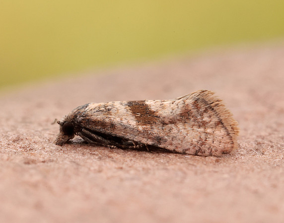49.132 BF956 Cochylidia implicitana