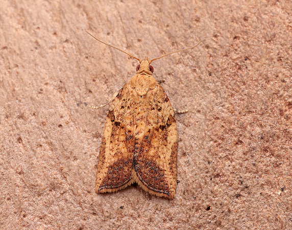 49.039 BF998 Light Brown Apple Moth Epiphyas postvittana
