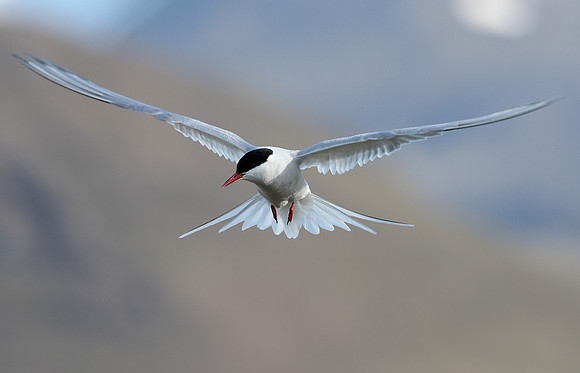 Arctic Tern Sterna paradisaea