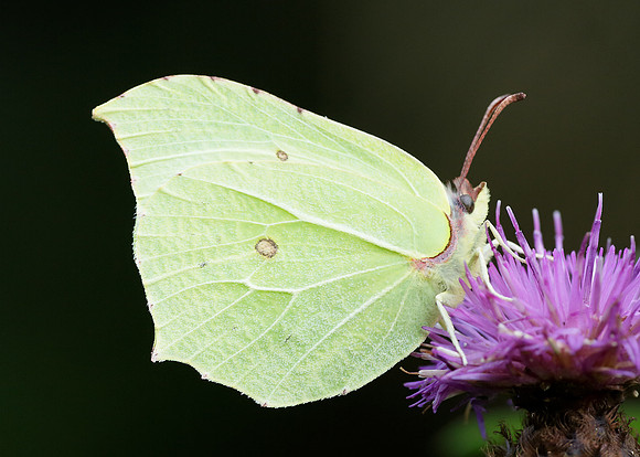Brimstone Gonepteryx rhamni