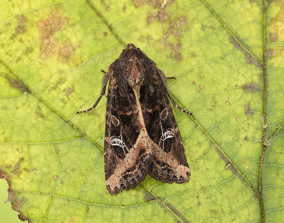 73.119 BF2368 Crescent Helotropha leucostigma