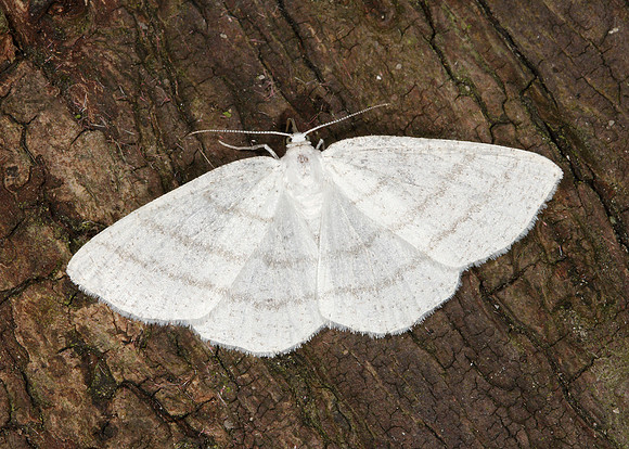 70.277 BF1955 Common White Wave Cabera pusaria