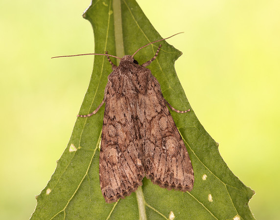 73.157 BF2333 Large Nutmeg Apamea anceps