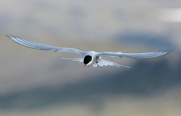 Arctic Tern Sterna paradisaea