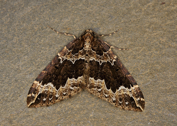 70.103 BF1750 Water Carpet Lampropteryx suffumata