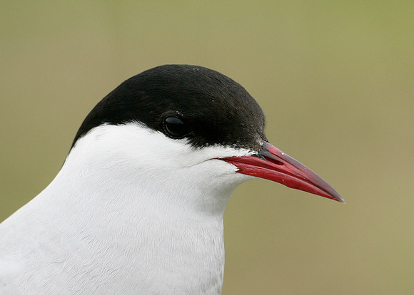 Arctic Tern Sterna paradisaea