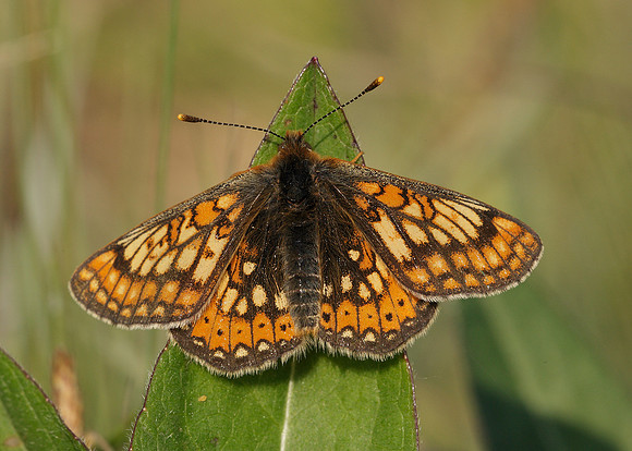 Marsh Fritillary Euphydryas aurinia