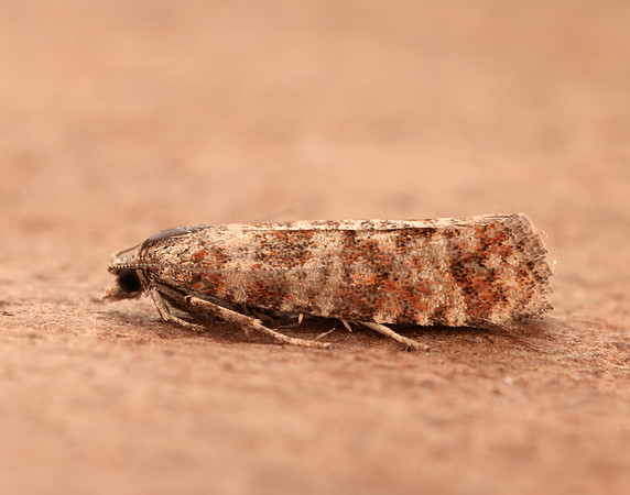 49.307 BF1212 Spotted Shoot Moth Rhyacionia pinivorana