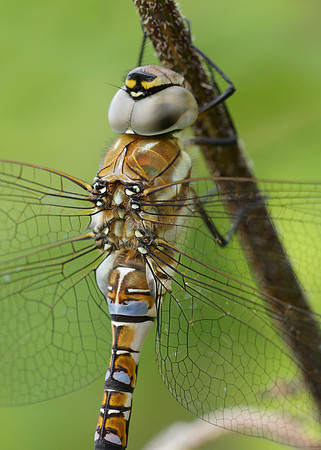 Migrant Hawker Aeshna mixta
