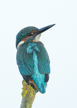 Kingfisher Alcedo atthis