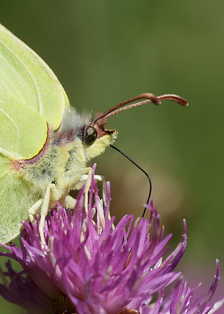 Brimstone Gonepteryx rhamni