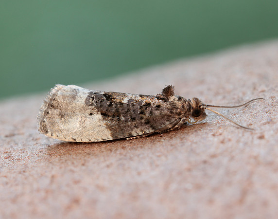 49.156 BF1083 Marbled Orchard Tortrix Hedya nubiferana