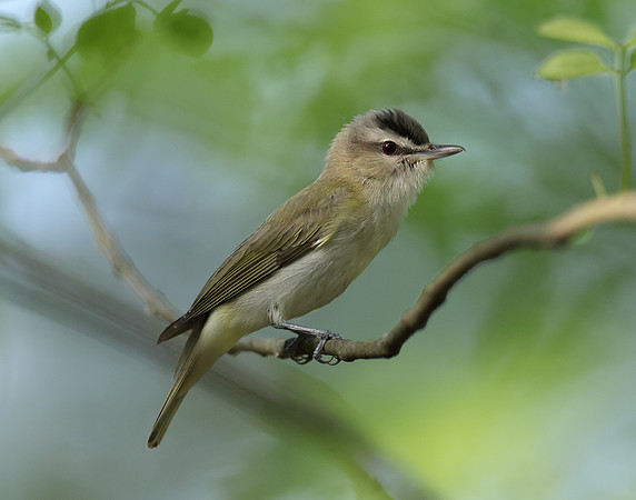 Red-eyed Vireo Vireo olivaceus