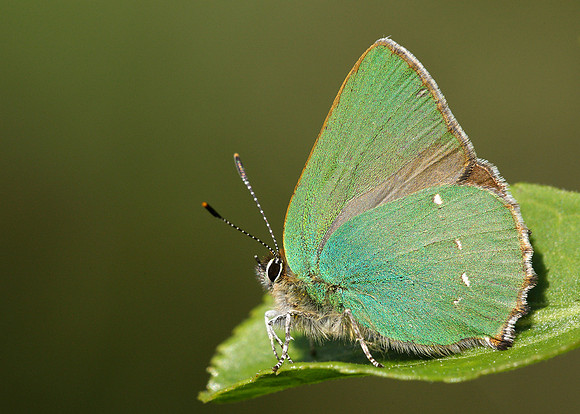 Green Hairstreak Callophrys rubi