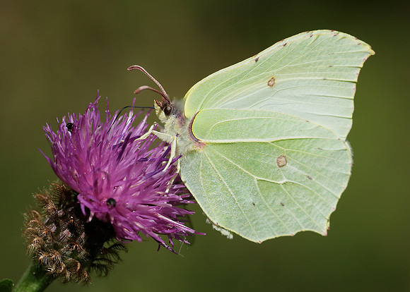 Brimstone Gonepteryx rhamni