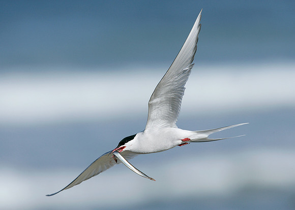 Arctic Tern Sterna paradisaea