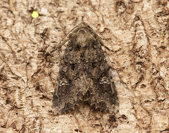 73.274 BF2154 Cabbage Moth Mamestra brassicae