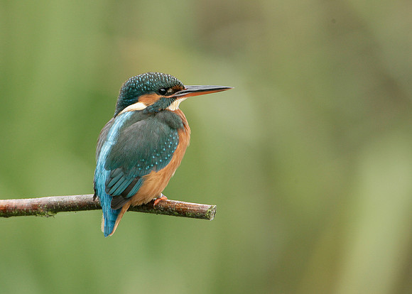 Kingfisher Alcedo atthis