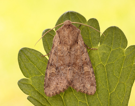 73.158 BF2334 Rustic Shoulder-knot Apamea sordens
