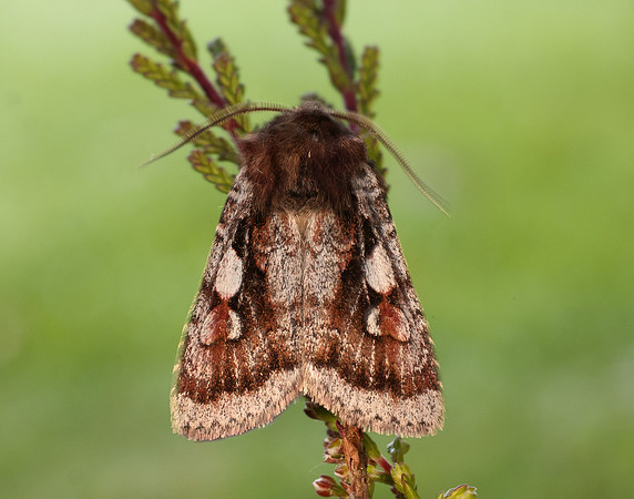 73.363 BF2125 Northern Dart Xestia alpicola