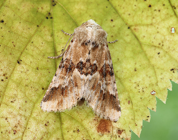 73.120 BF2352 Dusky Sallow Eremobia ochroleuca