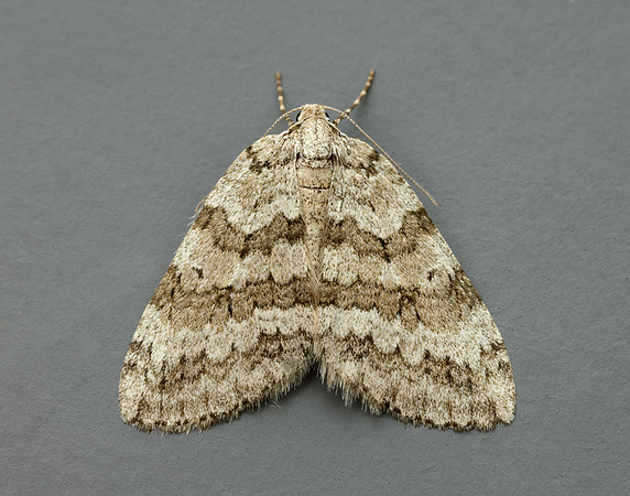 70.108 BF1796 Pale November Moth Epirrita christyi