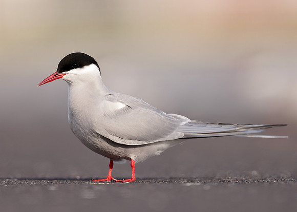 Arctic Tern Sterna paradisaea