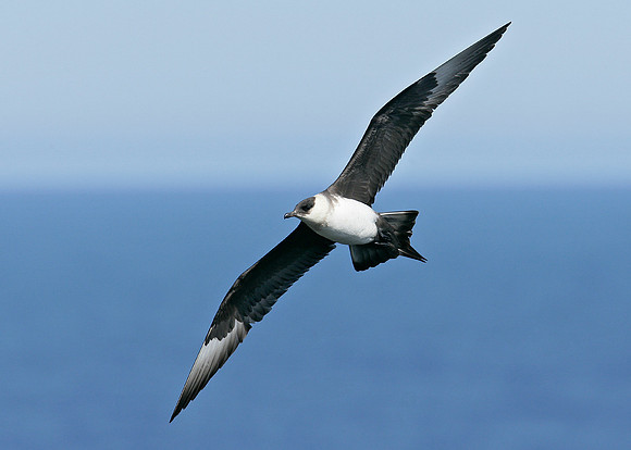 Arctic Skua Stercorarius parasiticus