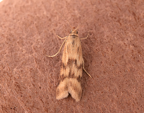 62.054 BF1481 Homoeosoma sinuella