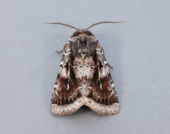 73.363 BF2125 Northern Dart Xestia alpicola
