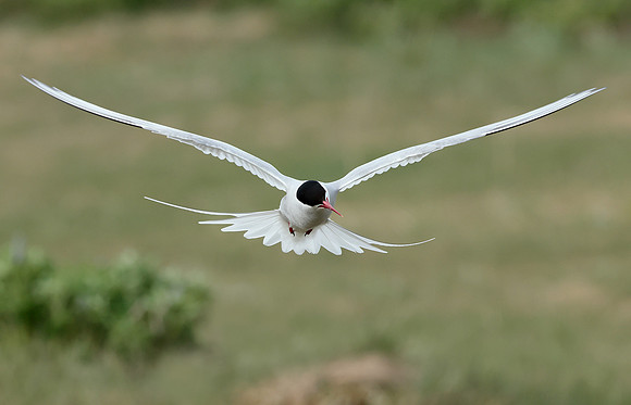 Arctic Tern Sterna paradisaea